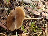 Nolanea pusillipapillata image