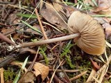 Nolanea pusillipapillata image
