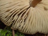 Nolanea pusillipapillata image