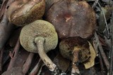 Ionosporus australis image