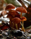 Marasmius sullivantii image