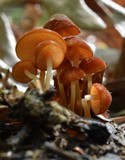 Marasmius sullivantii image