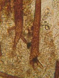 Scutellinia minor image