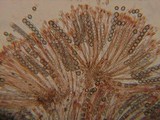 Scutellinia minor image