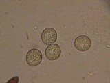 Scutellinia minor image