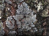 Pannaria tavaresii image