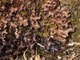 Peltigera phyllidiosa image