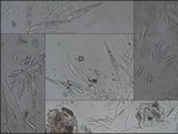 Porina aenea image