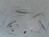 Porina aenea image