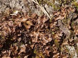 Peltigera phyllidiosa image