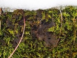 Peltigera praetextata image