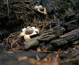 Geastrum triplex image