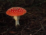 Amanita muscaria var. muscaria image