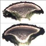 Caloplaca flavescens image