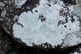 Pertusaria plittiana image