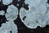 Pertusaria plittiana image