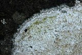 Pertusaria plittiana image