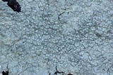 Pertusaria plittiana image