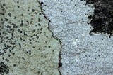 Pertusaria plittiana image