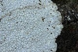 Pertusaria plittiana image