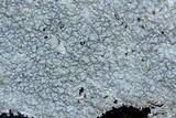 Pertusaria plittiana image