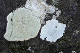Pertusaria plittiana image