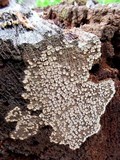 Xylobolus frustulatus image