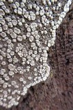Xylobolus frustulatus image