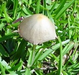 Conocybe apala image