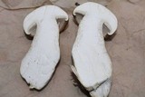 Macrocybe titans image