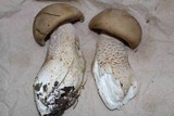 Macrocybe titans image