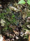 Peltigera polydactylon image