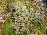 Cladonia furcata image