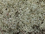 Cladonia subtenuis image