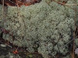 Cladonia subtenuis image