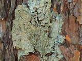 Dirinaria applanata image
