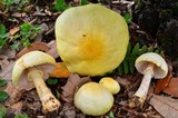 Agaricus auricolor image