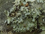 Parmotrema reticulatum image
