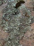 Xanthoparmelia subramigera image