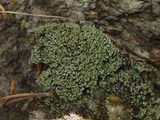 Cladonia caespiticia image