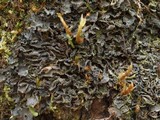 Leptogium austroamericanum image
