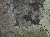 Flavoparmelia baltimorensis image