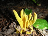 Clavulinopsis fusiformis image