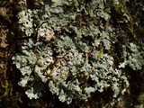 Myelochroa aurulenta image