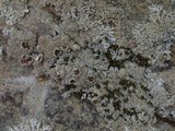 Myelochroa obsessa image