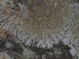 Myelochroa obsessa image