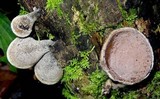 Auricularia nigricans image