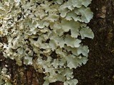 Parmotrema ultralucens image