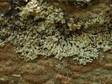 Pyxine caesiopruinosa image