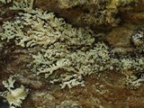 Pyxine caesiopruinosa image